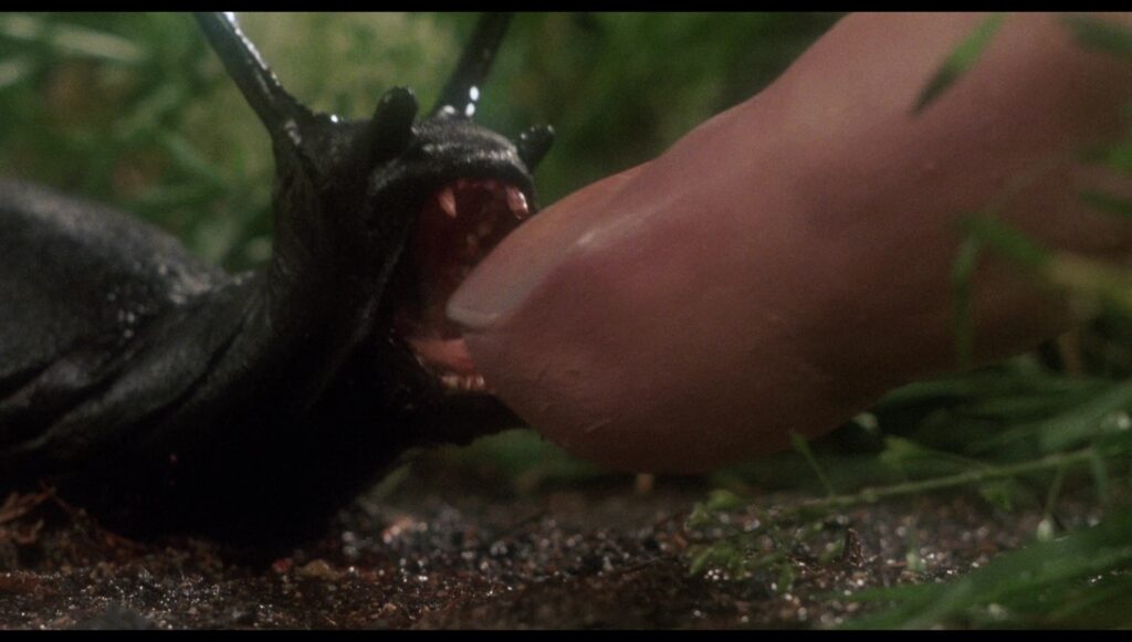 An extreme close-up on a slug - complete with tiny, sharp teeth - poised, mouth wide, ready to bite the tip of a person's finger.