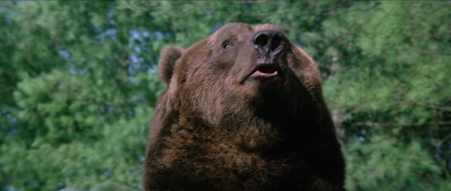 A close-up of a brown bear, a lush green background behind him. The bear's lips are pursed in an amusing way.